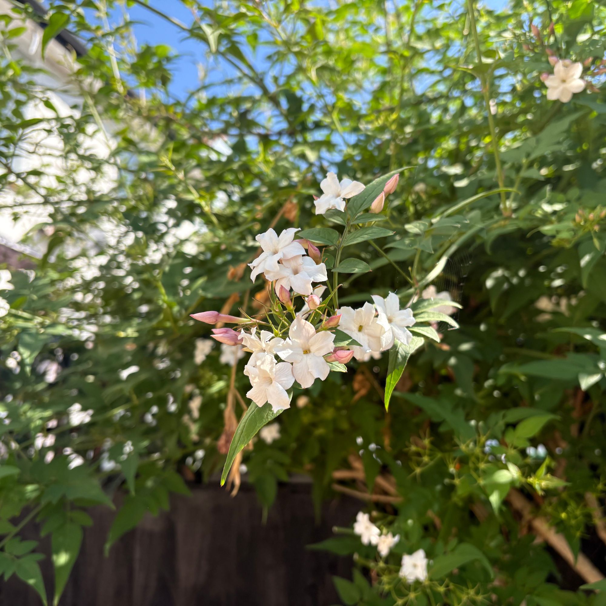 Flowering common jasmine plant