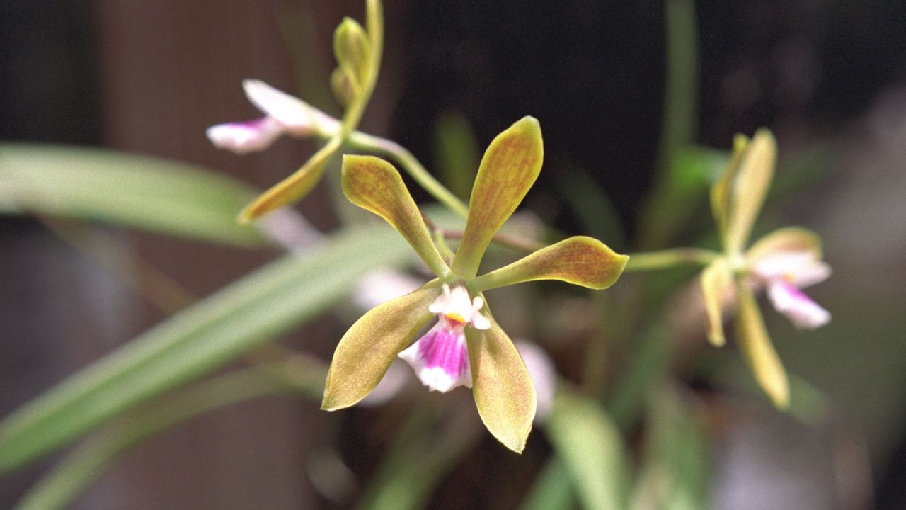 butterfly orchid flowers on plant