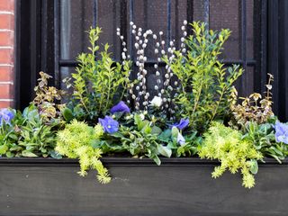 window box with evergreens and pansies