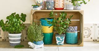 Kitchen counter with plants