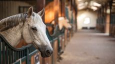 Shearwater-stables.jpg