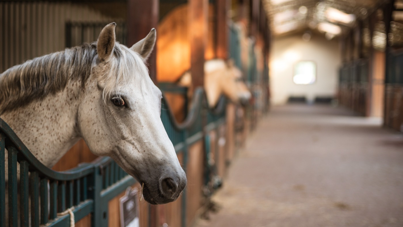 Shearwater-stables.jpg