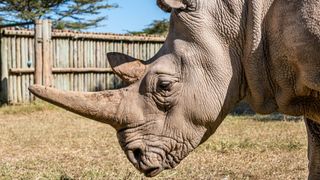 Najin the northern white rhino at Ol Pejeta Conservancy.