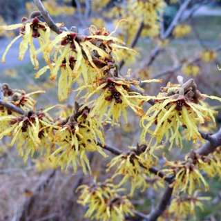 Vernal Witch Hazel