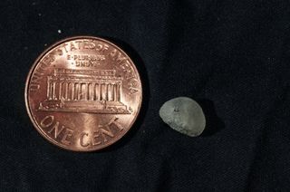 The genetic analysis of the fossil finger (a replica shown here with a U.S. penny) revealed it apparently belonged to a little girl with dark skin, brown hair and brown eyes, researchers noted.