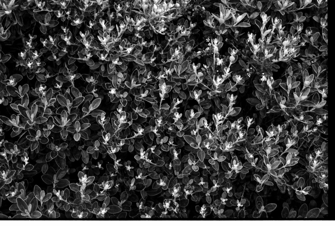 Samples of Fomapan 400 developed with the Ago film processor