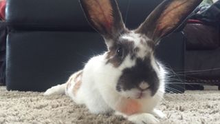 Indoor rabbit