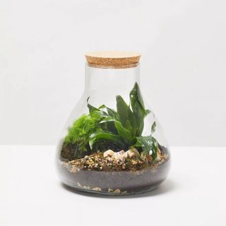 Terranium planted 