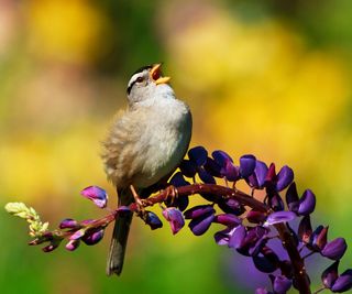 white crowned sparrow sitting on branch of purple flowering shrub