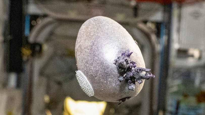 A purple potato with velcro attached and emerging sprouts floats mid-air aboard the ISS. 