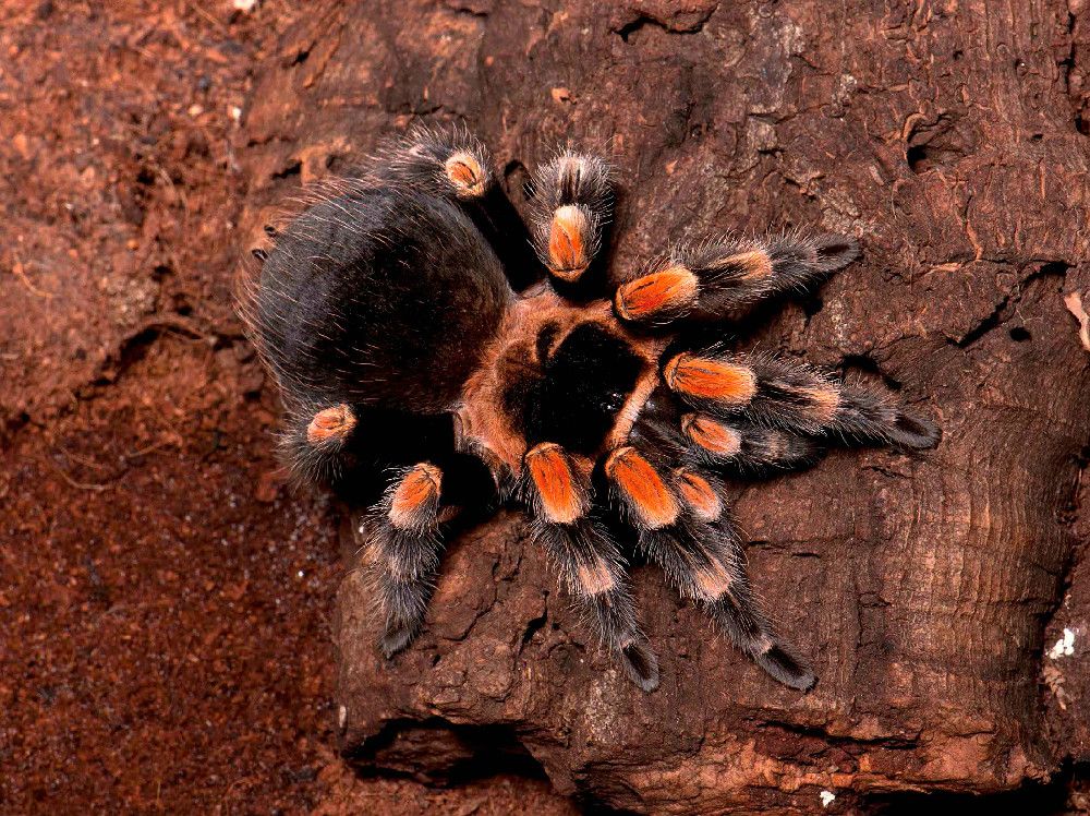 Banana Spider: Creepy, Crawly and Wonderful