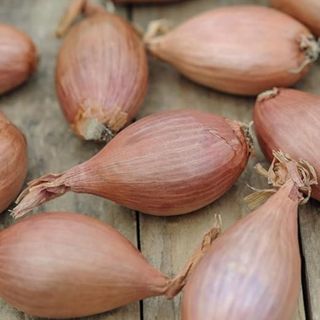 Shallot bulbs