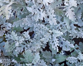 Dusty miller