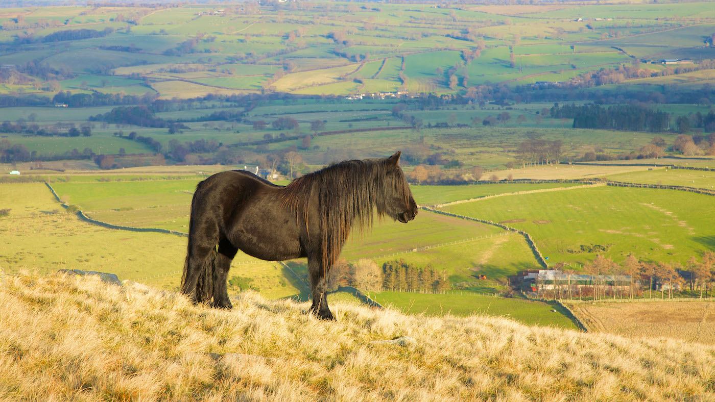 Horse breeds in the UK: a Fell pony living on the hills in its native Lake District in Cumbria.