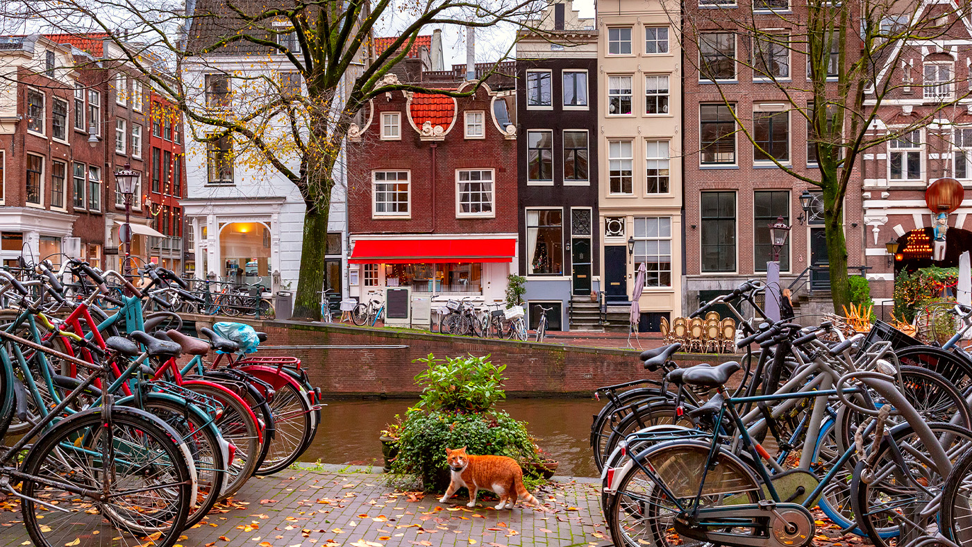 Cat walking by Herengracht canal with typical dutch houses in background and bikes in foreground