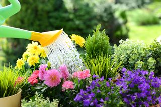 watering plants in summer