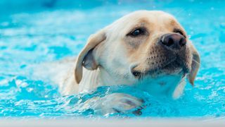 Dog swimming