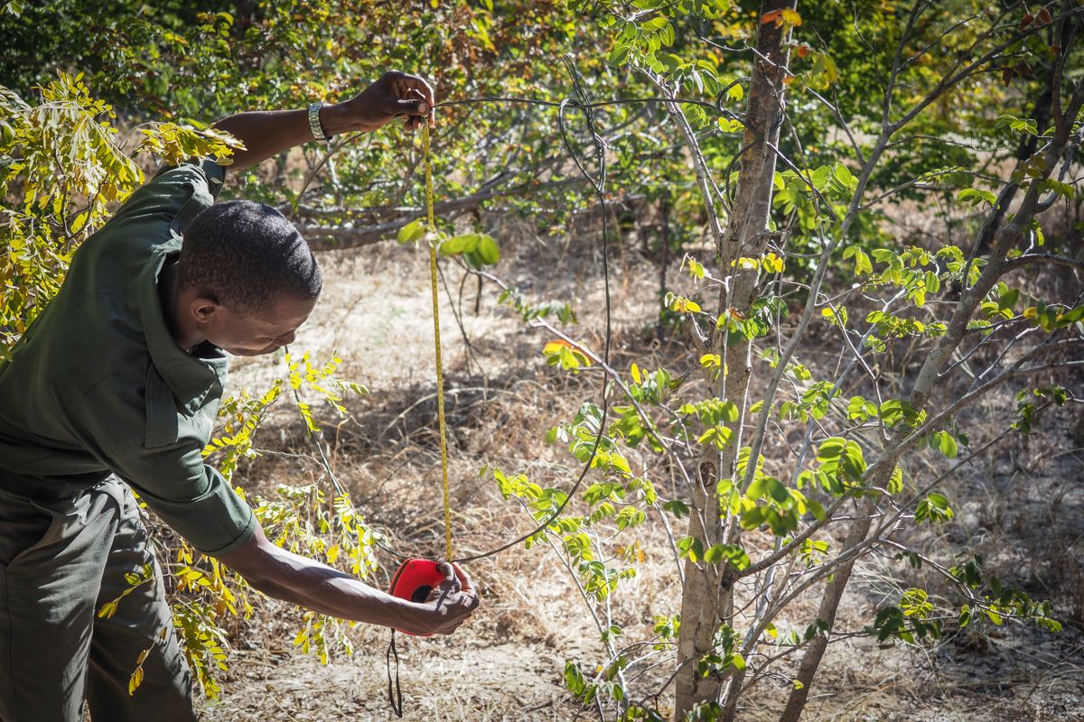 Anti-poaching officer measures a snare discovered on a tree