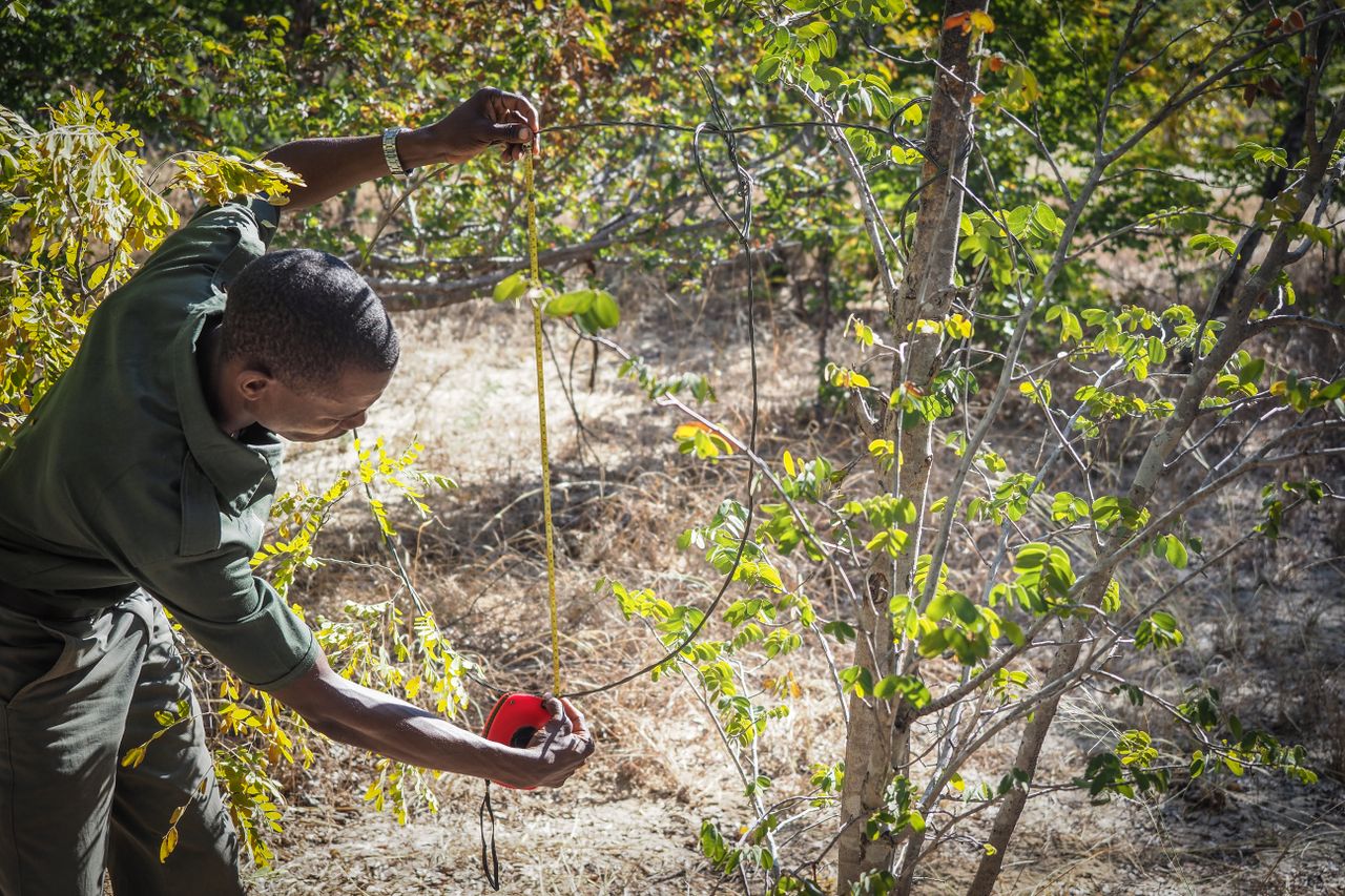 Anti-poaching officer measures a snare discovered on a tree