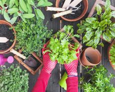 Gardener planting herbs and vegetables