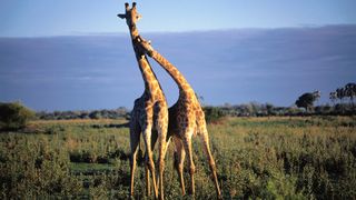Two male giraffes sparring in a meadow. Giraffa cameloparda. Moremi Game Reserve, Botswana, Africa.