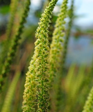 Dyer's rocket or Dyer's weed (Reseda luteola)