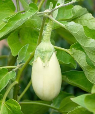Clara eggplant fruit ripening on the stem