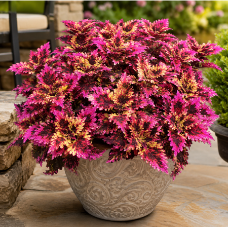 Set of 3 Floridasun Rose Coleus Live Plants 4&amp;ndash;6 Inches Tall, Colorful Foliage Plant for Garden, Patio, and Container Growing