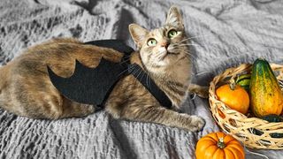 best halloween costumes for cats