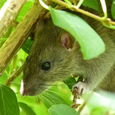 Close up of rat amongst leaves