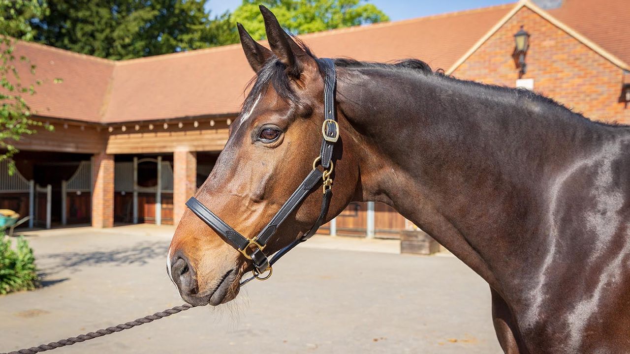 St&uuml;bben leather headcollar