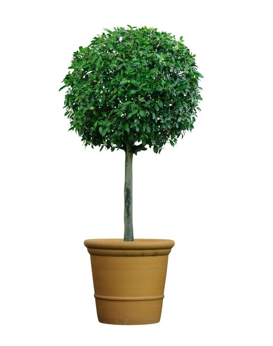 standard plant