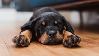 Rottweiler puppy