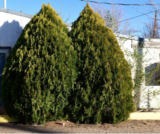 Leyland cypress tree for privacy