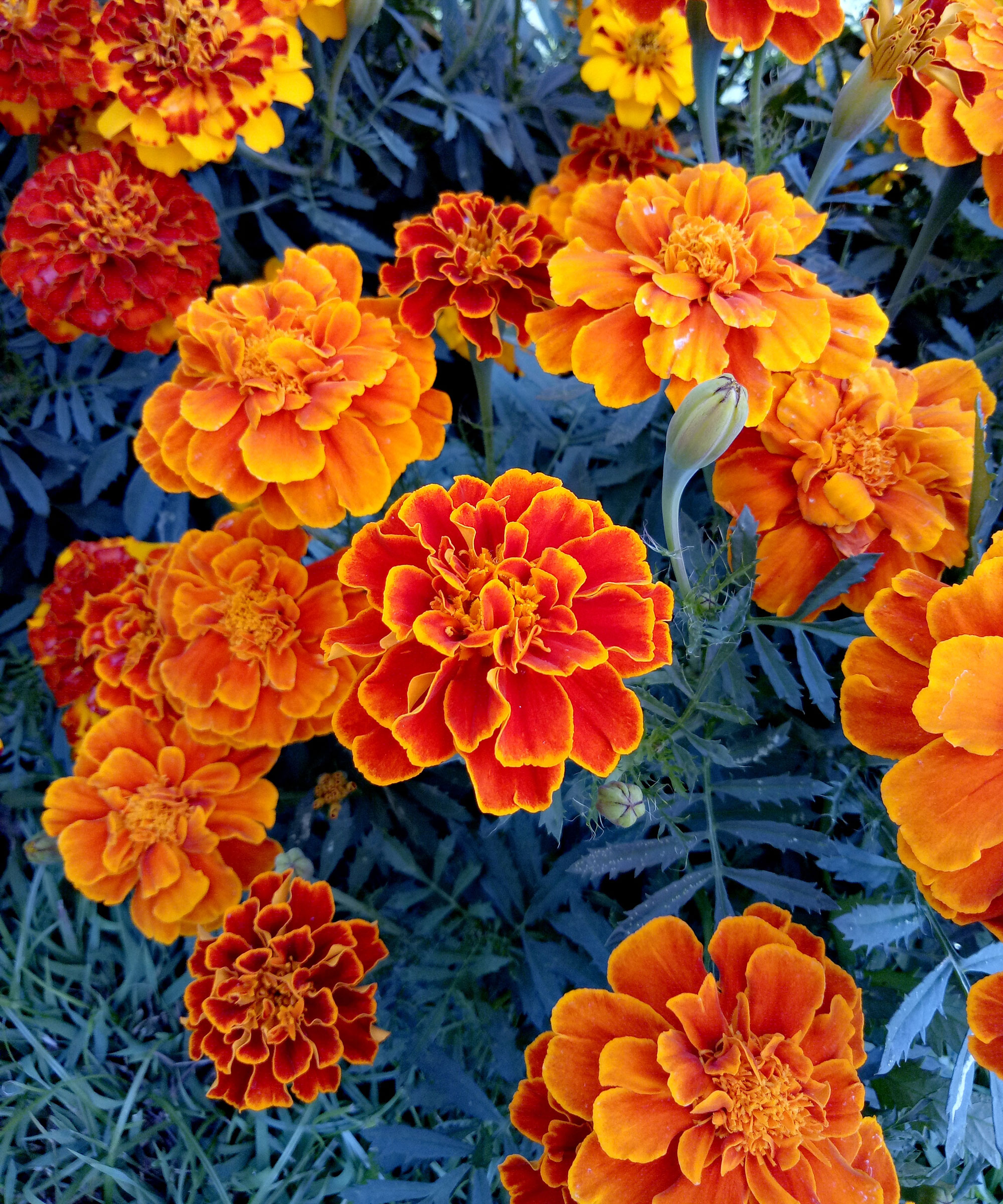 French marigold (tagetes) plants showing blue foliage and bright orange and red flowers