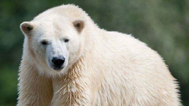 The fossilised remains of a polar bear have been found in the Indian Himalayas 