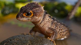 Red-eyed crocodile skink