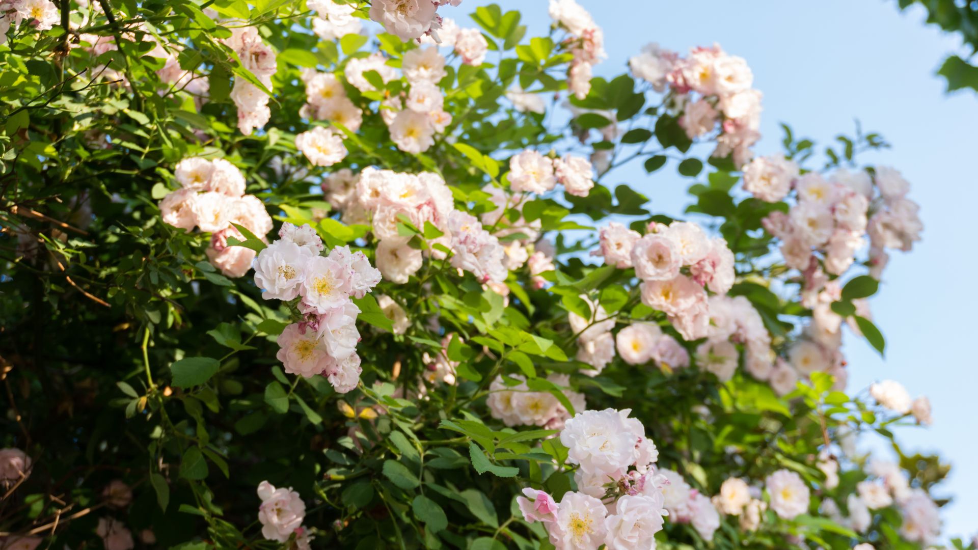 picture of rose bush with white flowers in the sun