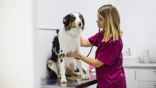 Dog having vet check-up