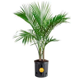 potted palm tree on a white background