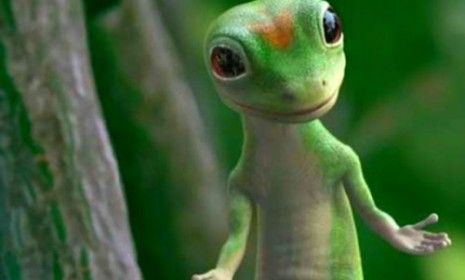 The Geico Gecko