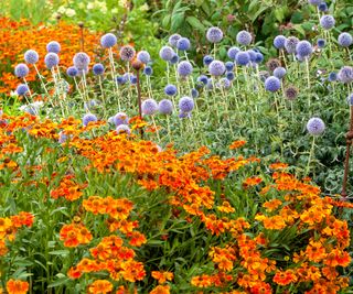 Composizione di piante con fiori blu e fogliame dai toni del bronzo e del ruggine in un giardino.