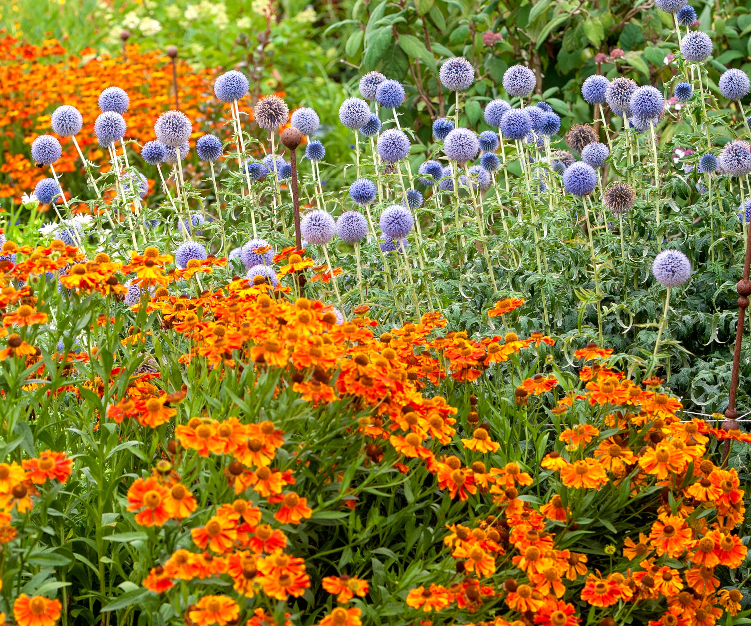 blue and bronze flowers in garden display