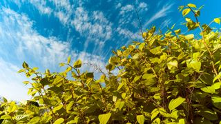 Japanese Knotweed growing into the sky