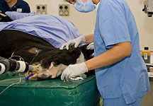 Morris-eye-surgery.jpg
