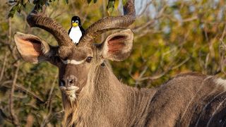A Kudu antelope with Linux mascot Tux on its head