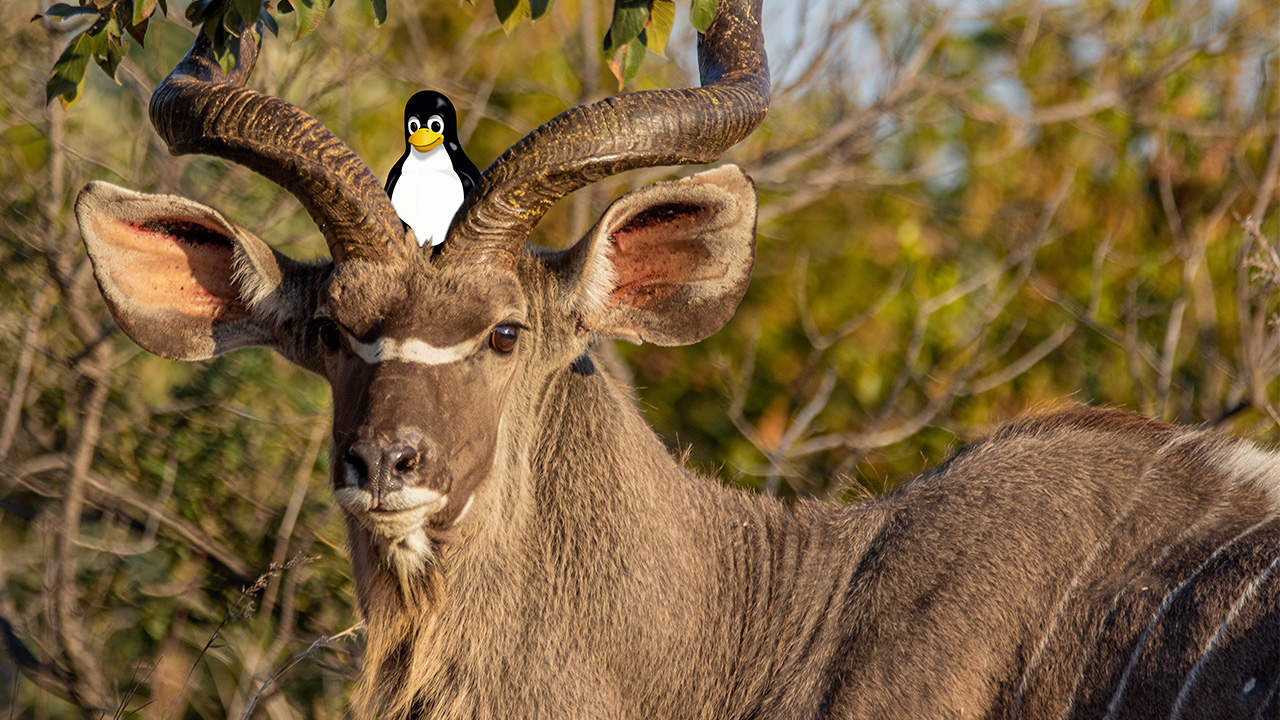 A Kudu antelope with Linux mascot Tux on its head