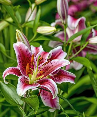 Pink oriental lily flowers