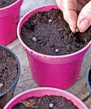 sowing sweet pea seeds in a pot