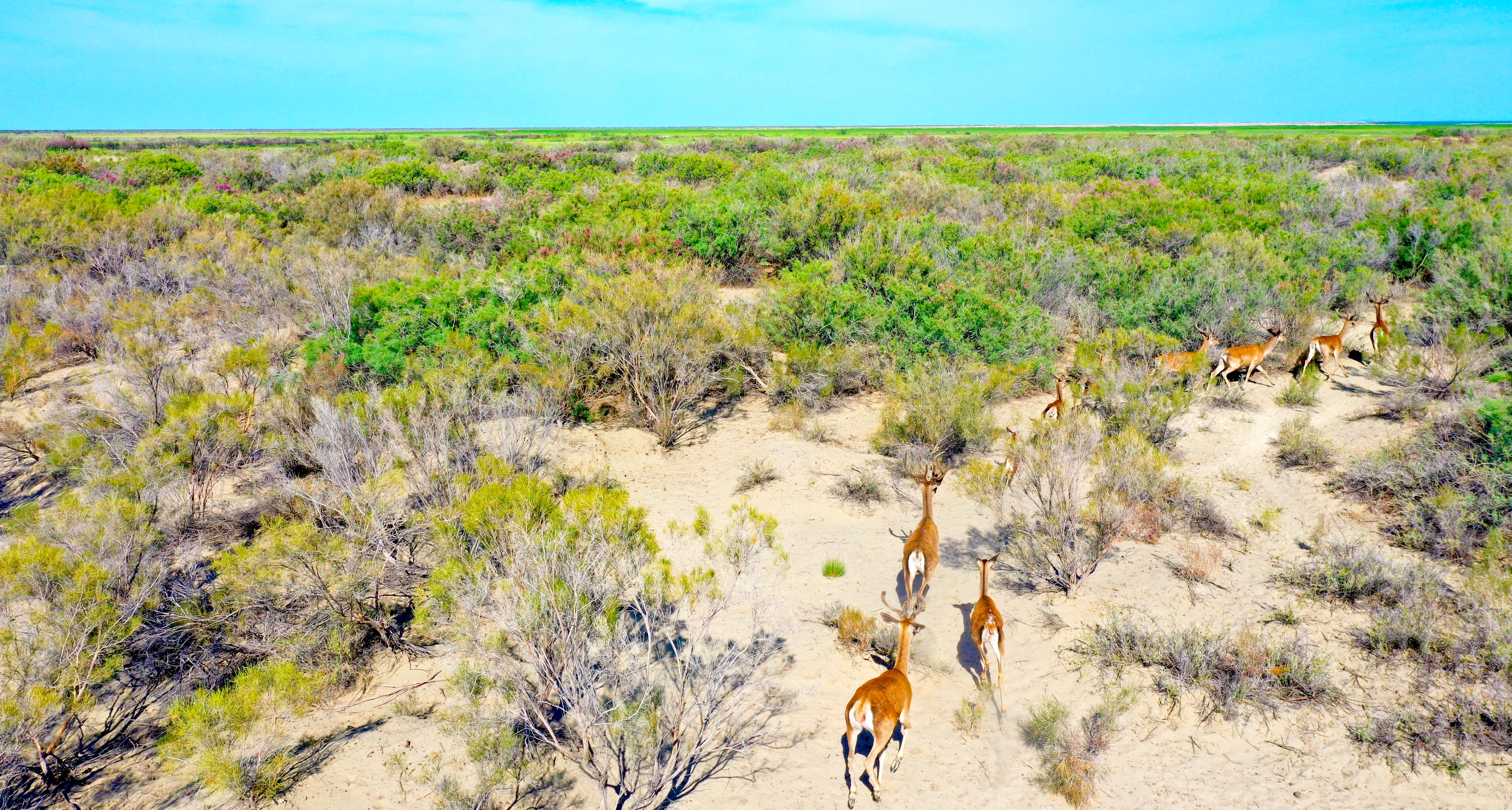 A photo of deer in Kazakhstan's recovering Ile-Balkhash ecosystem.